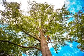 Best Soil Testing and Treatment  in Muse, PA