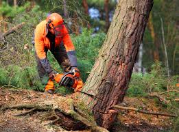 How Our Tree Care Process Works  in  Muse, PA