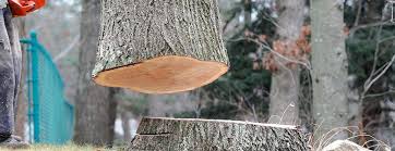 Best Commercial Tree Services  in Muse, PA