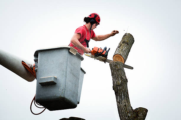 Best Tree Risk Assessment  in Muse, PA