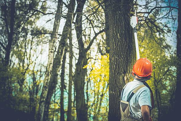 Best Firewood Processing and Delivery  in Muse, PA